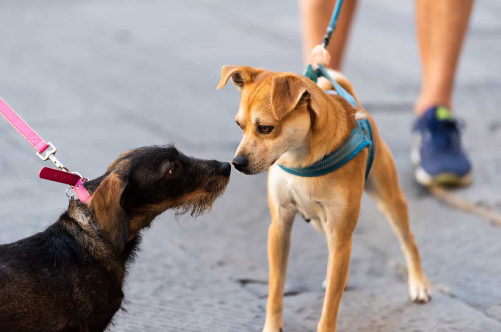 two dogs sniffing each other in a walk