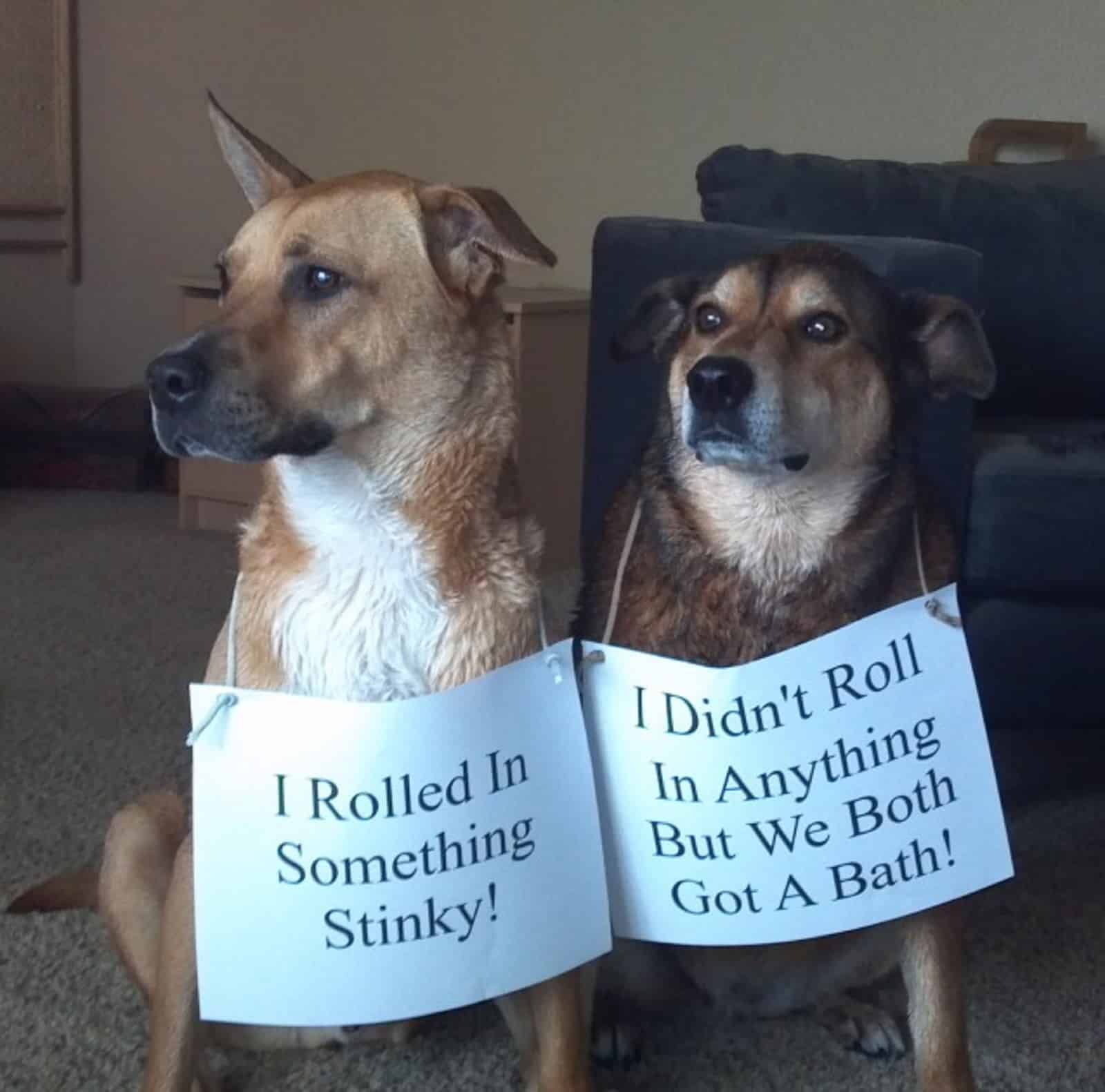 two dogs holding paper with a message on their neck