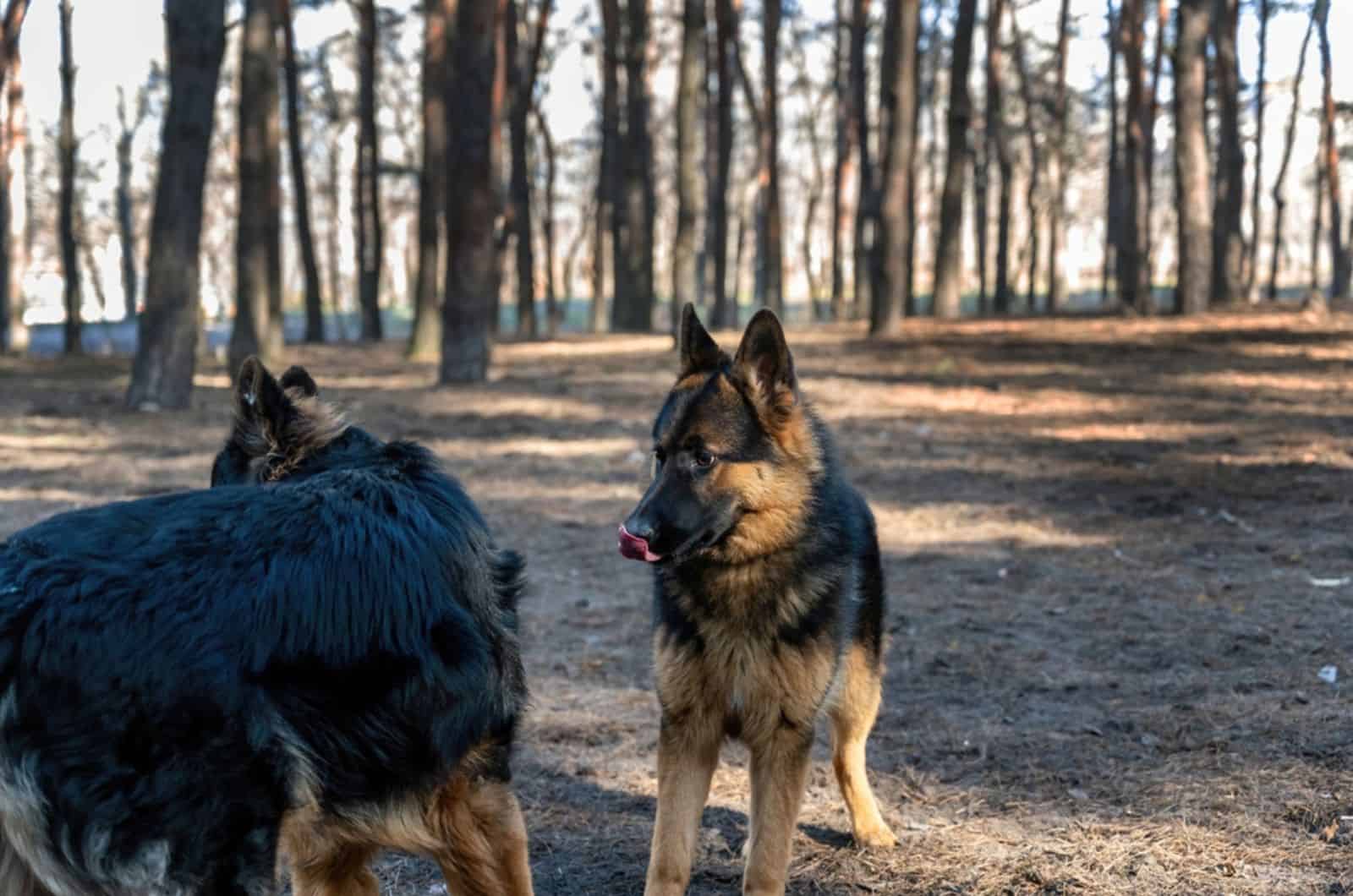 two german shepherd dogs sniffing each other in the park