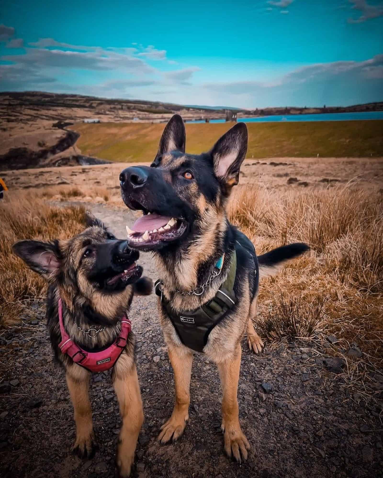 two german shepherd dogs in nature