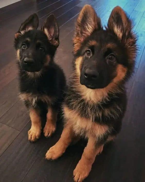 two german shepherd puppies