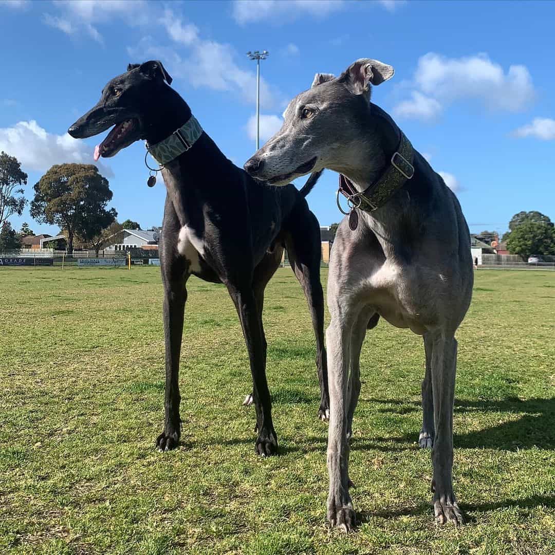 two greyhounds posing outside
