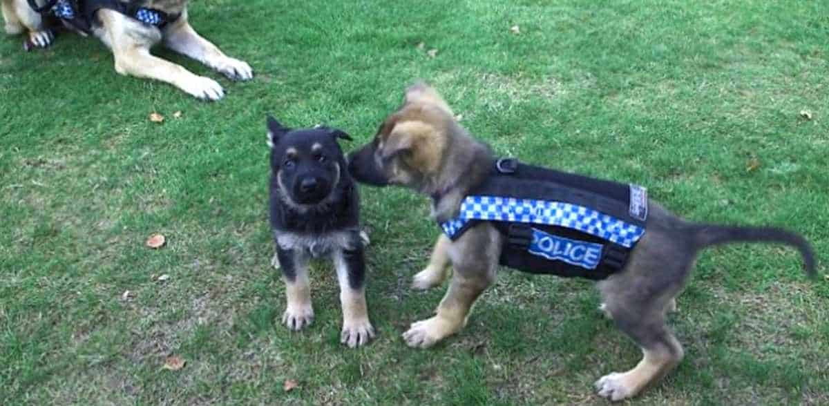 two gsd puppies trying on new uniforms