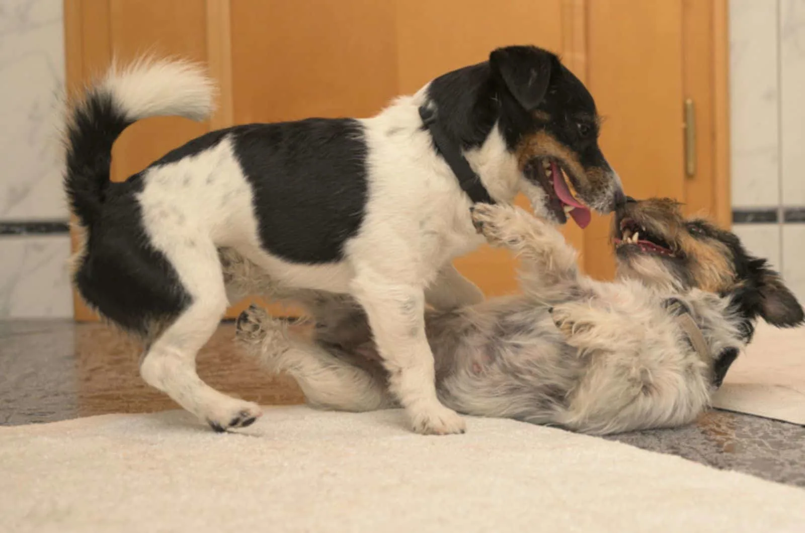 two jack russell terrier dogs making love