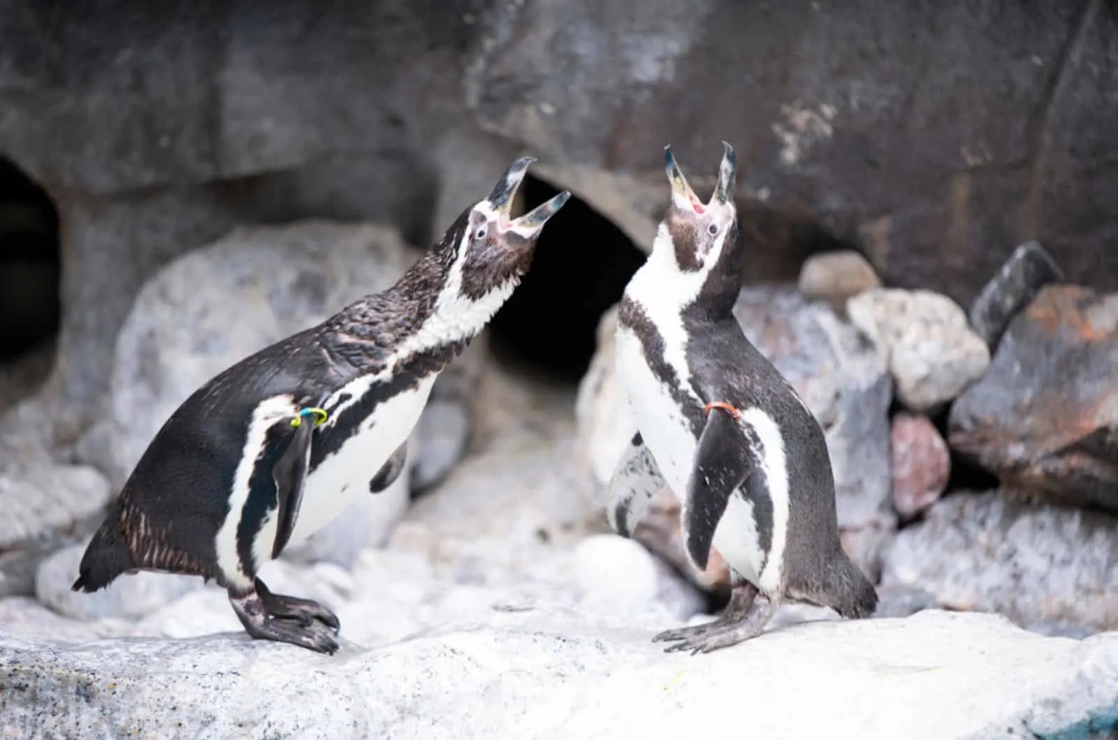 two male penguins barking