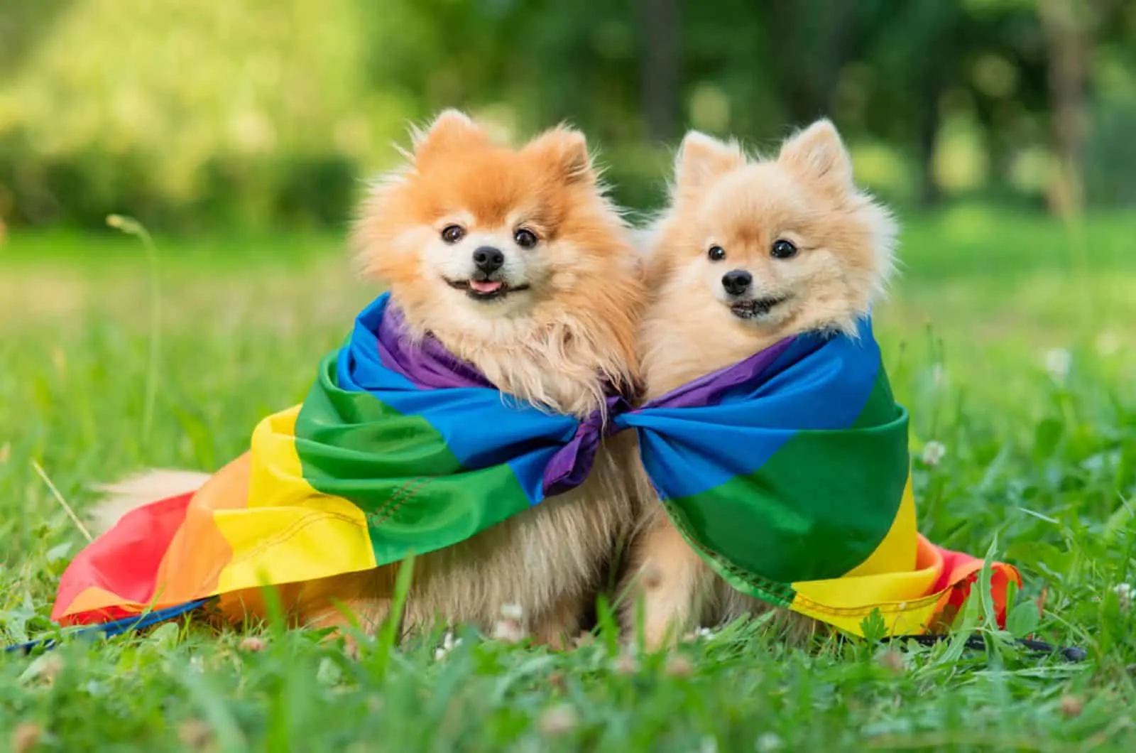 two pomeranian spitz dogs with rainbow LGBT flag