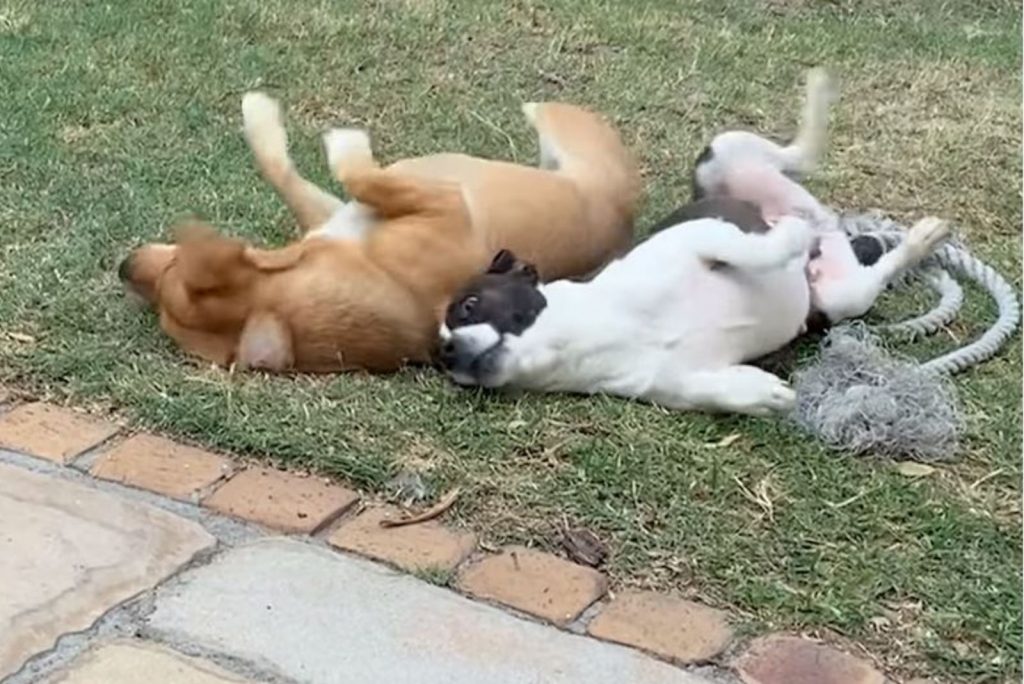 two puppies are playing on the grass