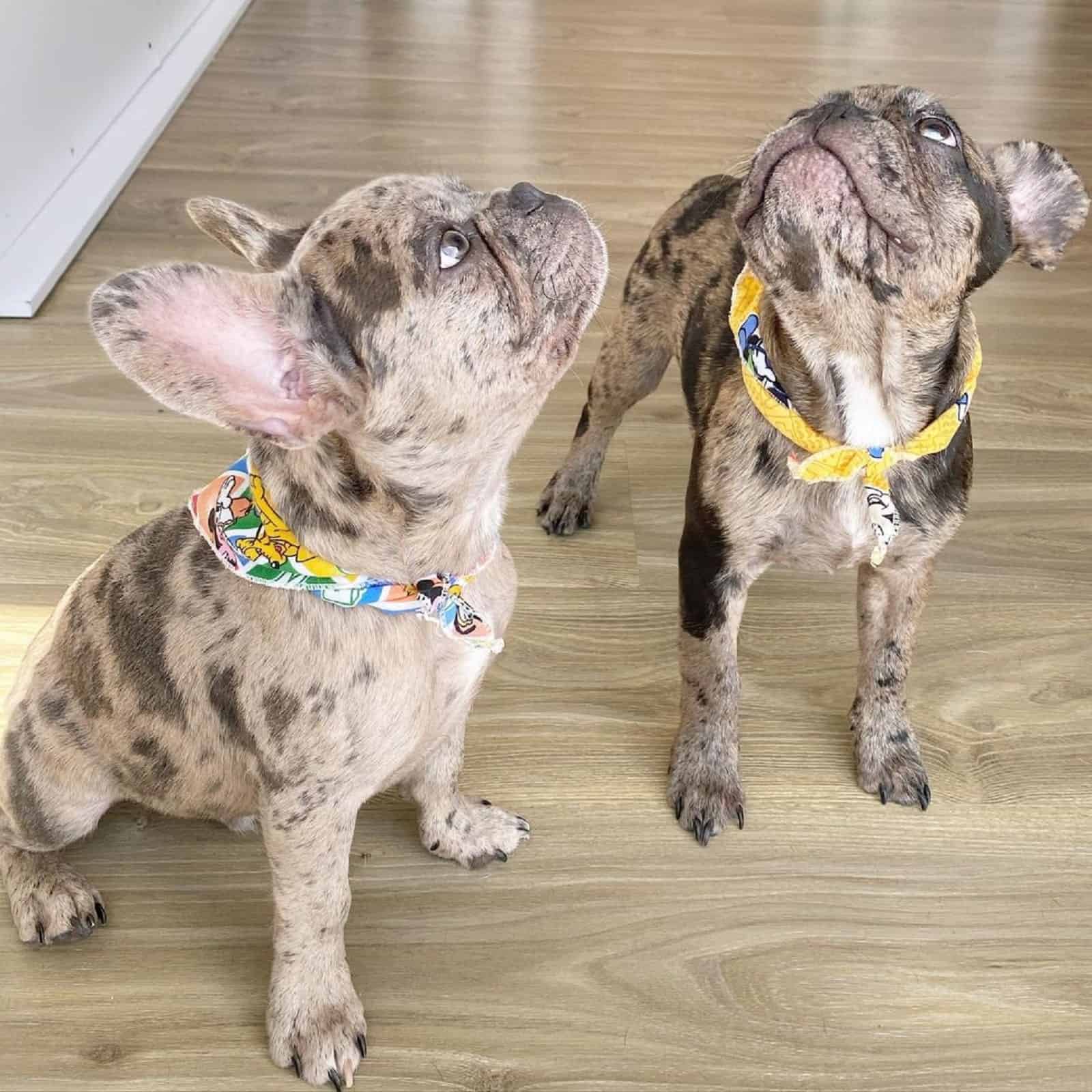 two quad carrier french bulldogs looking up