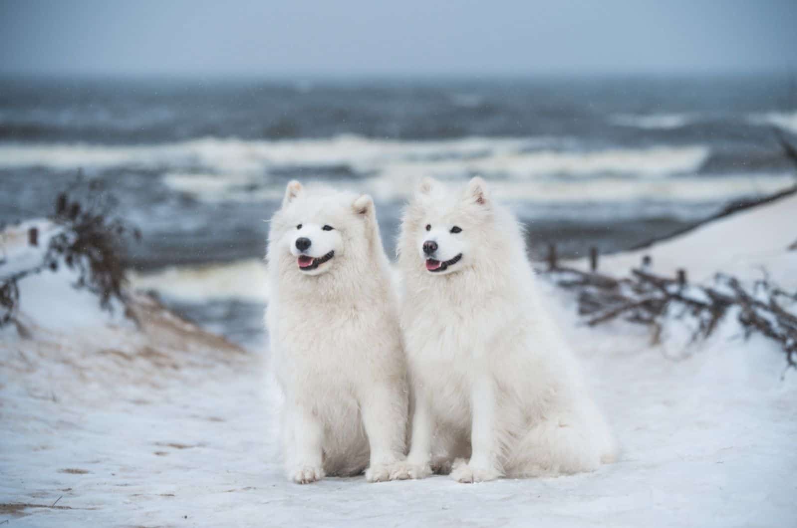 two samoyed dogs sitting on a snow