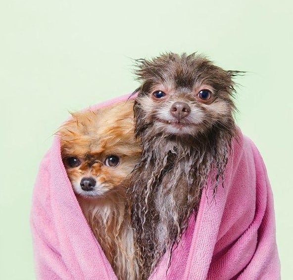 two wet dogs covered with pink towel