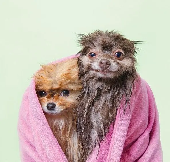 29 Wet Dogs That Turn Into Gremlins After Taking A Bath