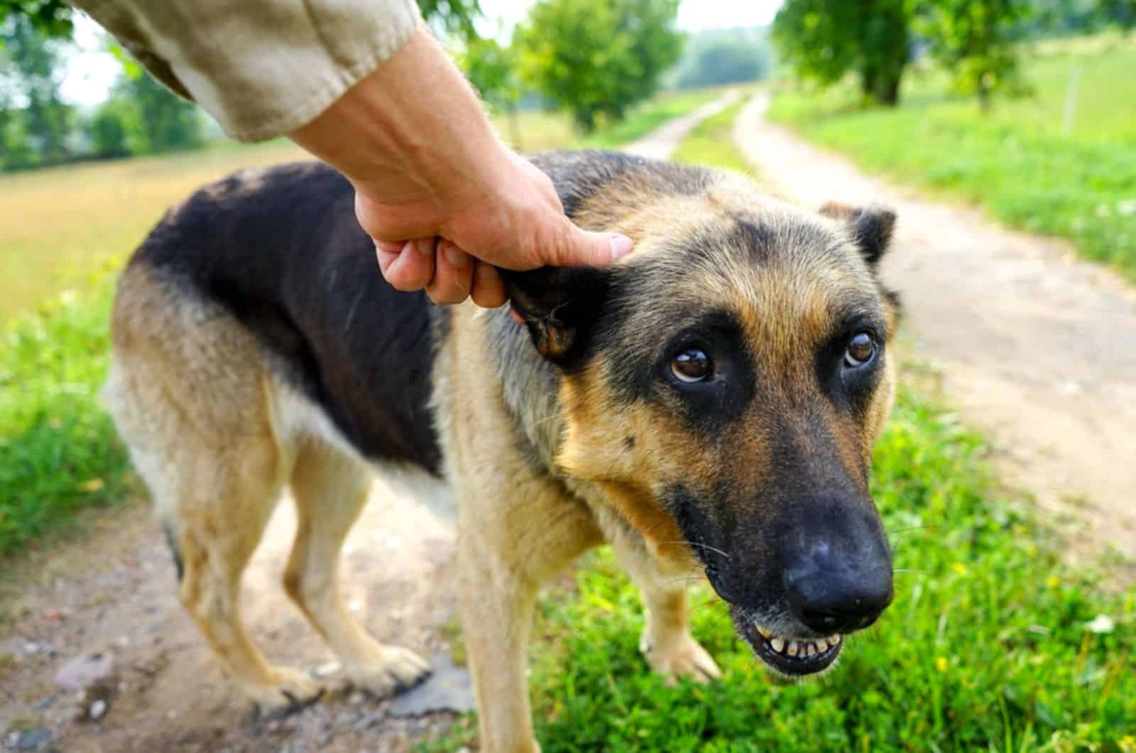 tyrant owner pulling ear of his dog german shepherd