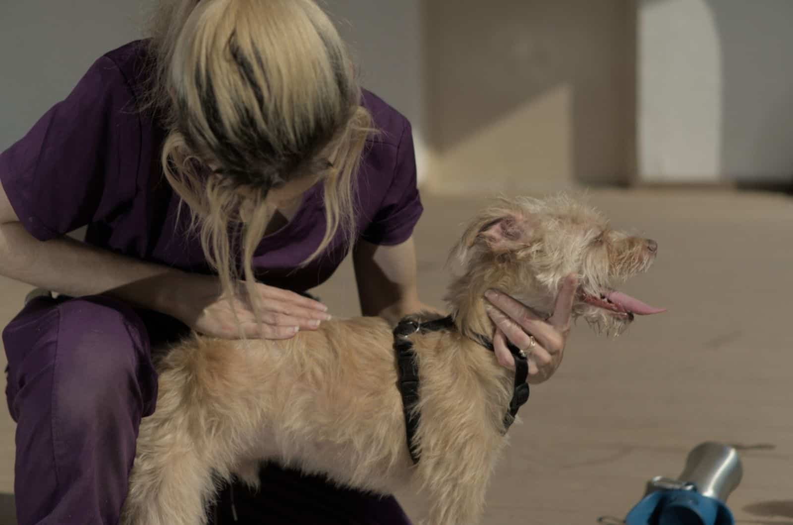 veterinary technician is examining a small dog's skin at clinic