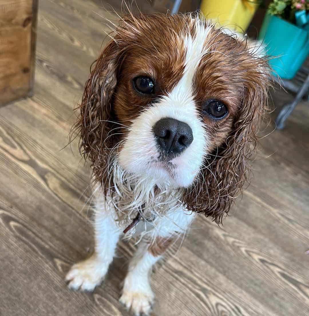 wet Cavalier dog looking into camera