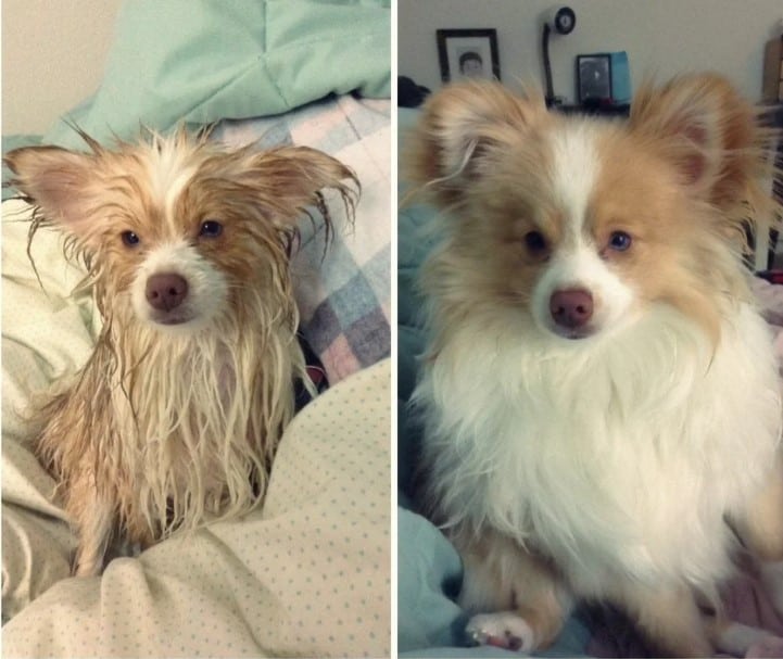 wet and dry dog on the bed