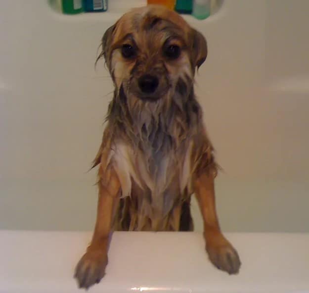 wet dog in a bath looking into camera