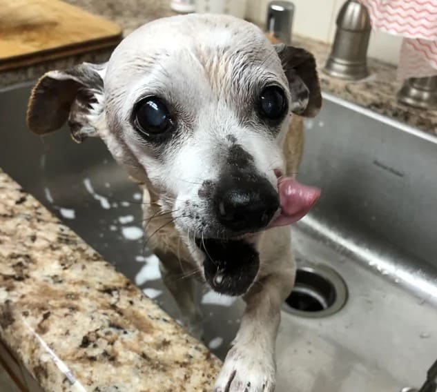 wet dog in a kitchen sink looking into camera