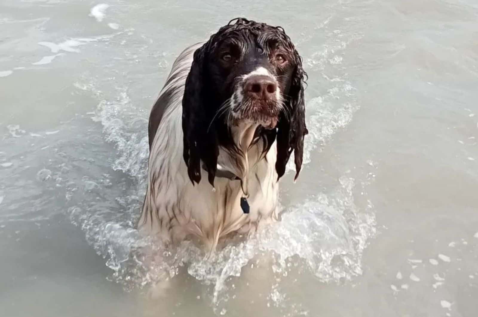 wet dog in a water looking in to camera