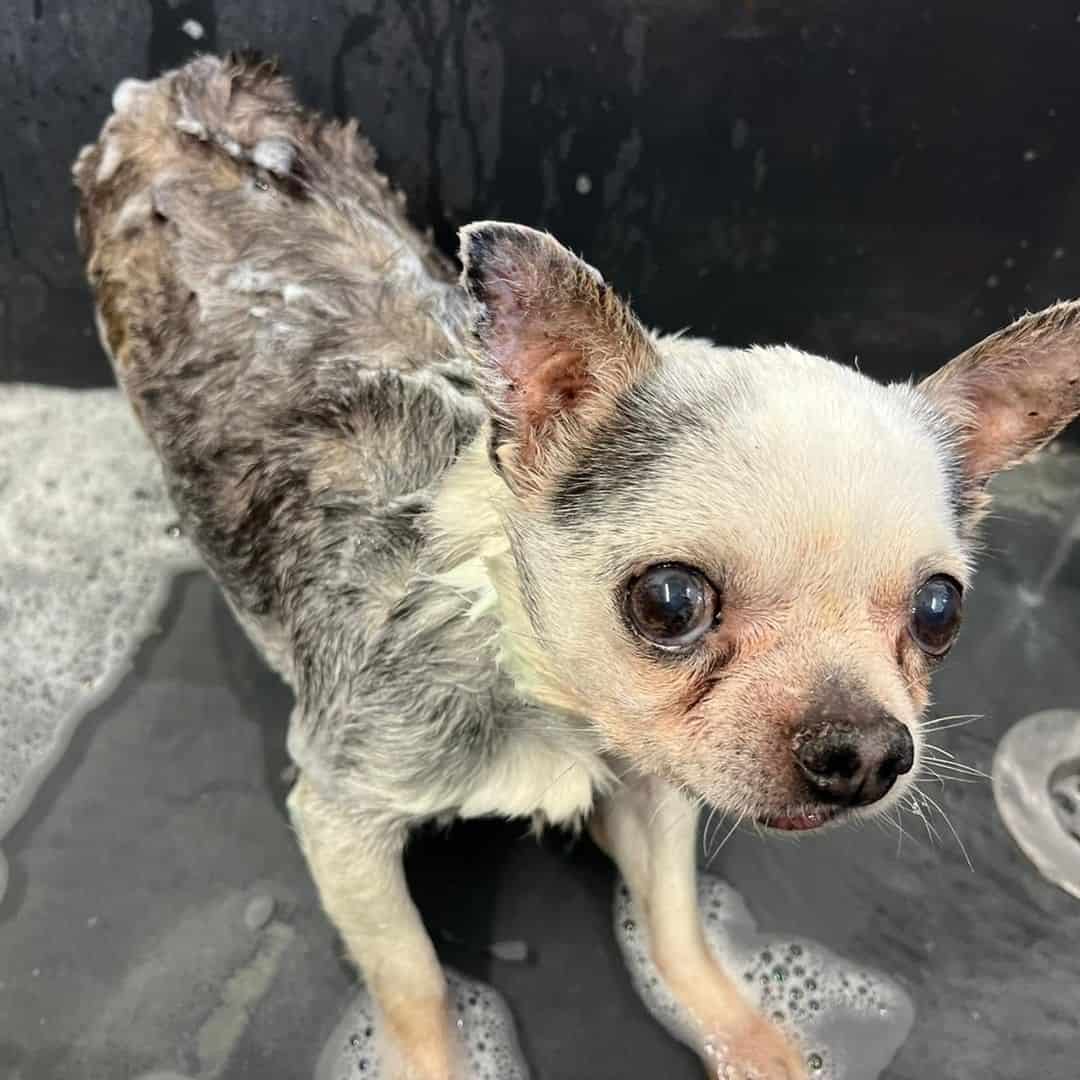 wet dog looking like a rat having bath