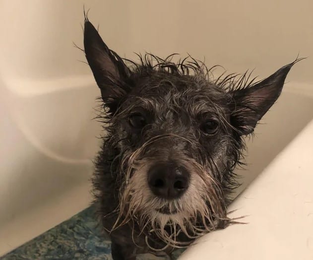 wet dog looking sleepy having bath