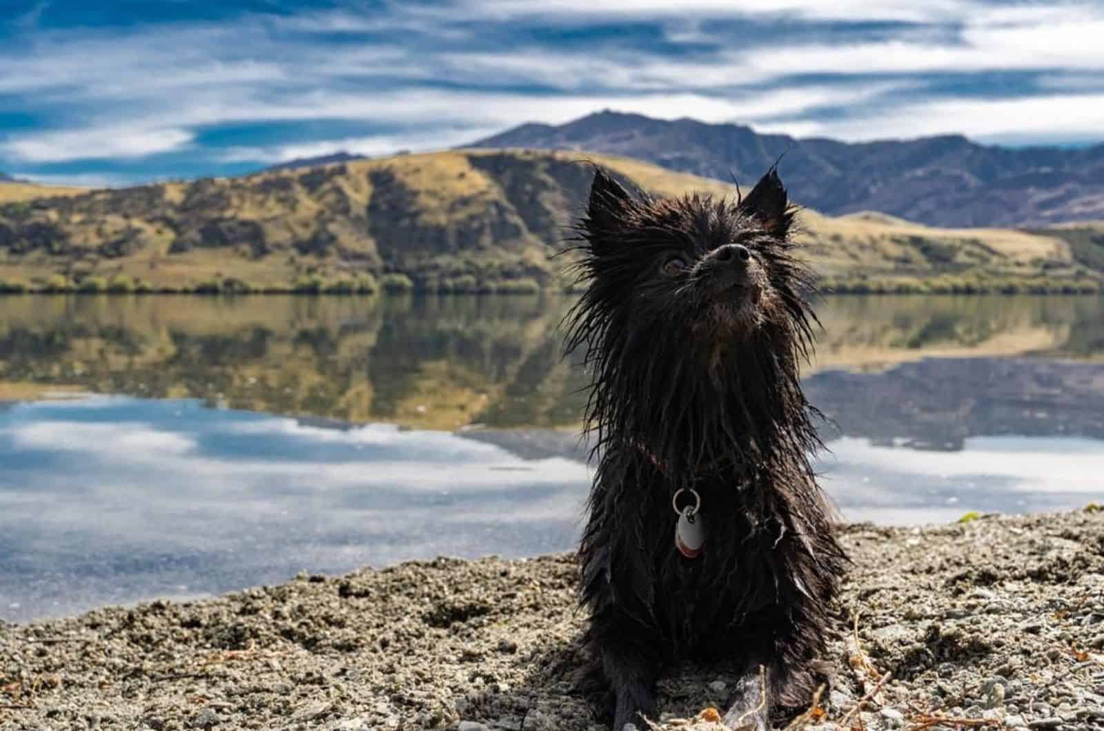 wet dog sitting beside a pond in nature