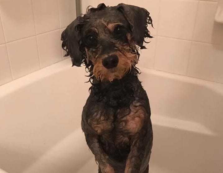 wet dog sitting in a bath and looking into camera