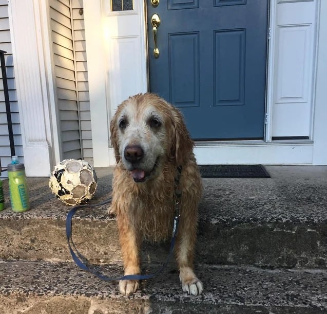 wet dog sitting on stairs in front door