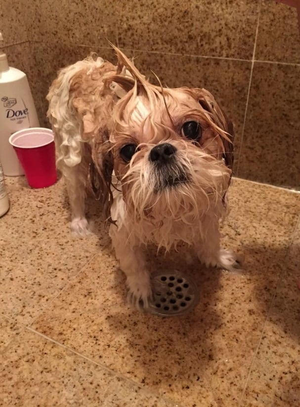 wet dog standing in a bath and looking into camera
