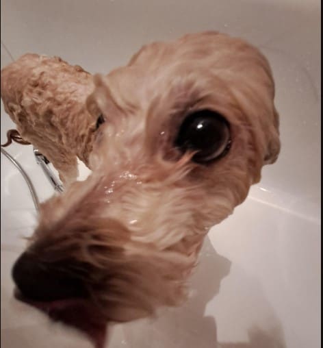 wet dog in a bath