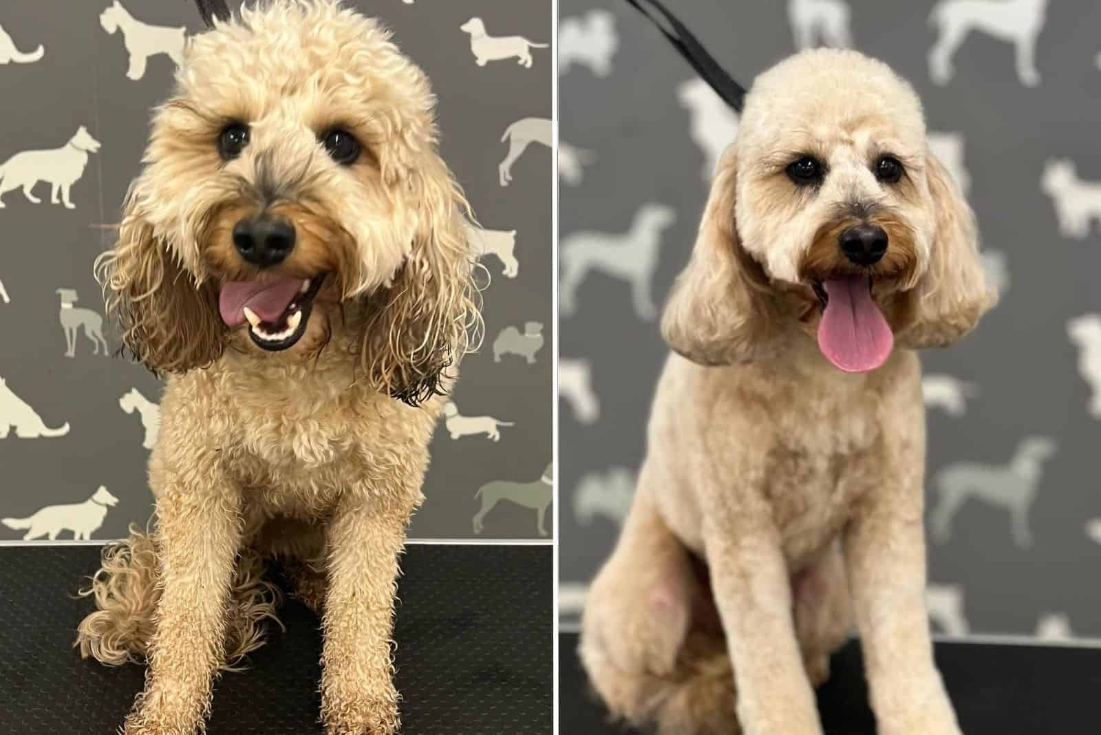white cute dog before and after grooming