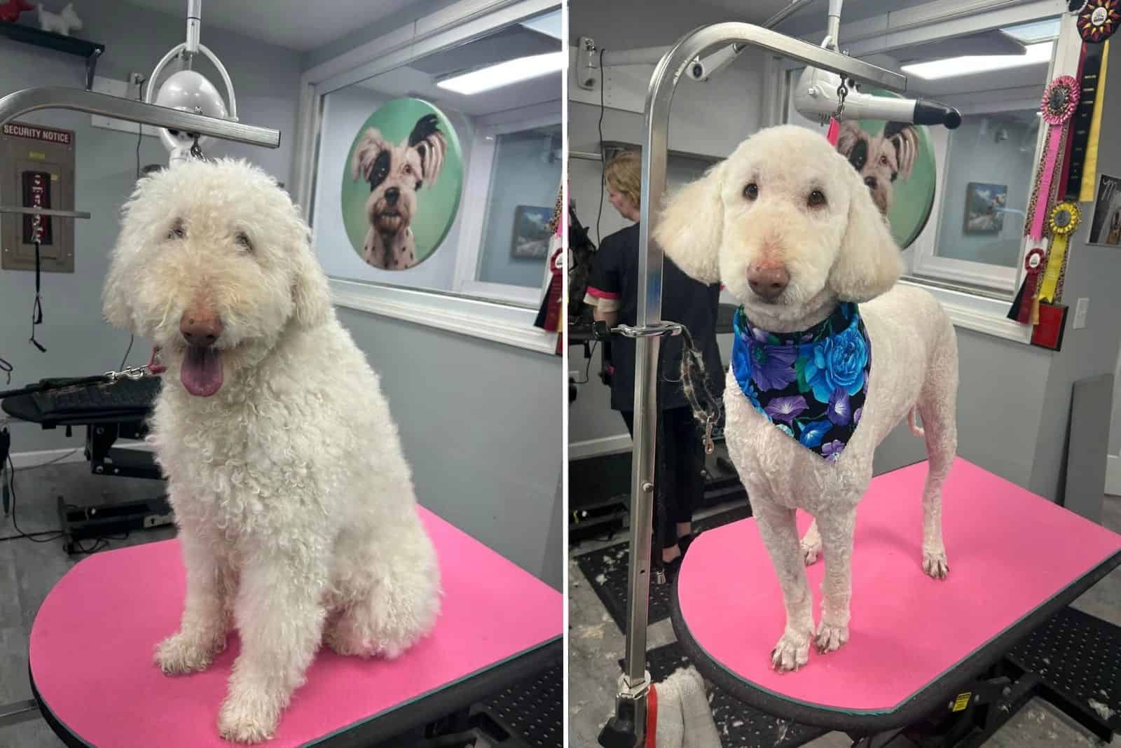 white dog before and after grooming