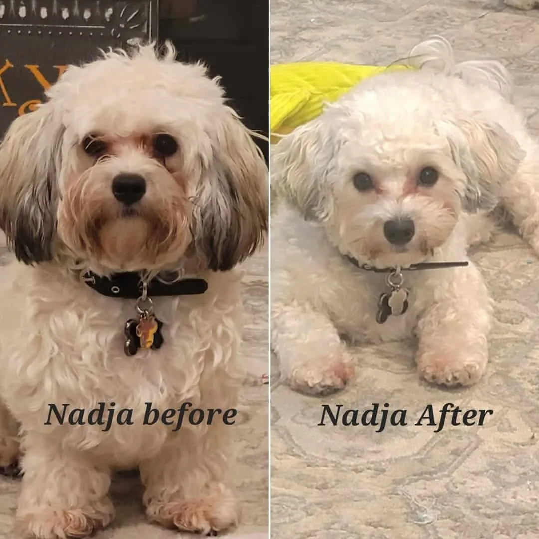 white fluffy dog before and after grooming
