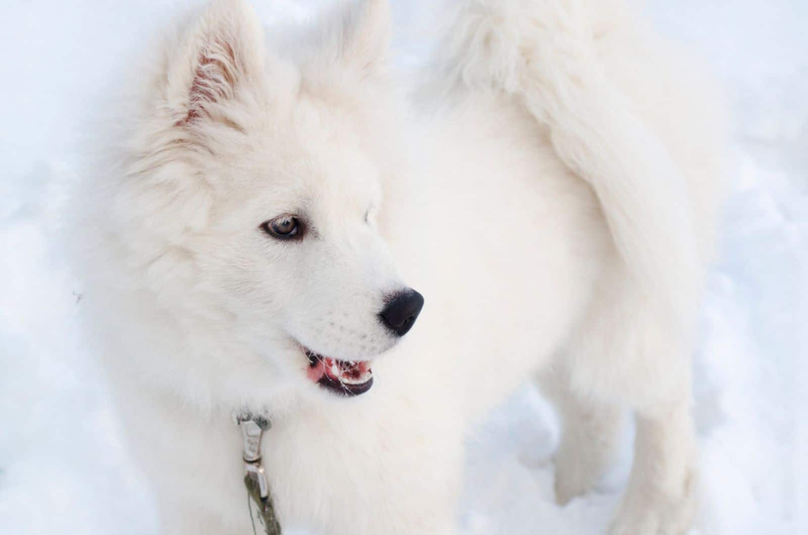 white fluffy dog in the snow