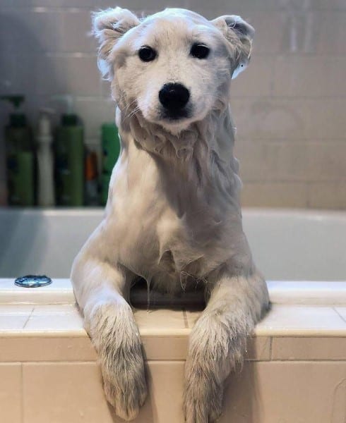 white wet dog in a bath