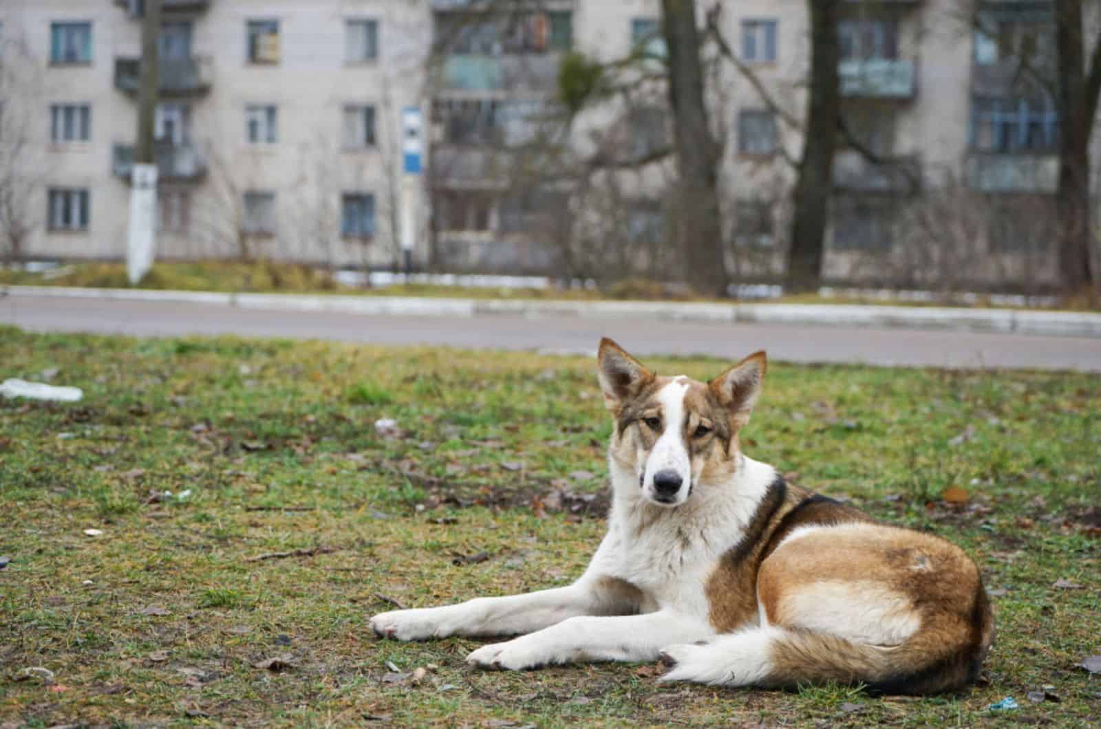 wild dog Inside the Chernobyl radiation zone lying on the grass