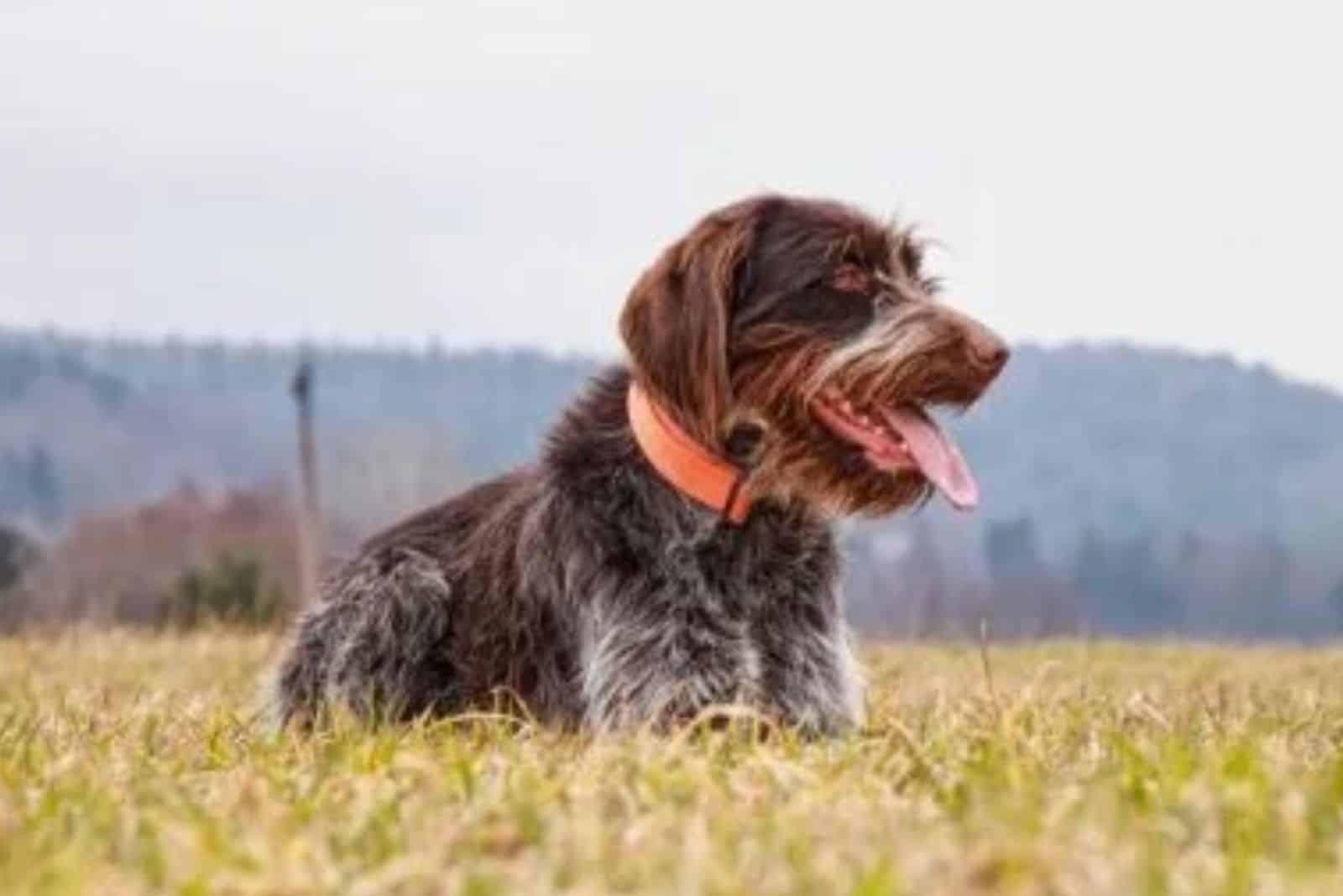 wirehaired pointing griffon lying in the grass