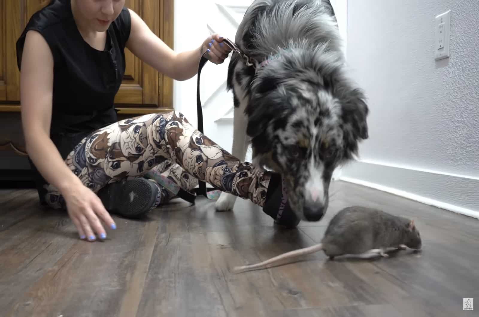 woman and dog with mouse on the floor
