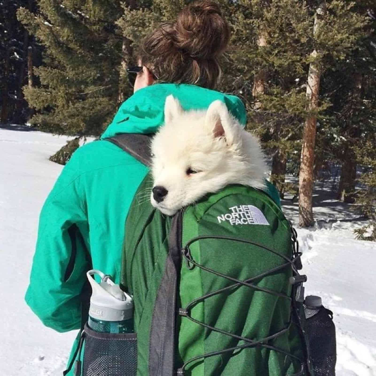 woman carrying samoyed in backpack while hiking in the snow