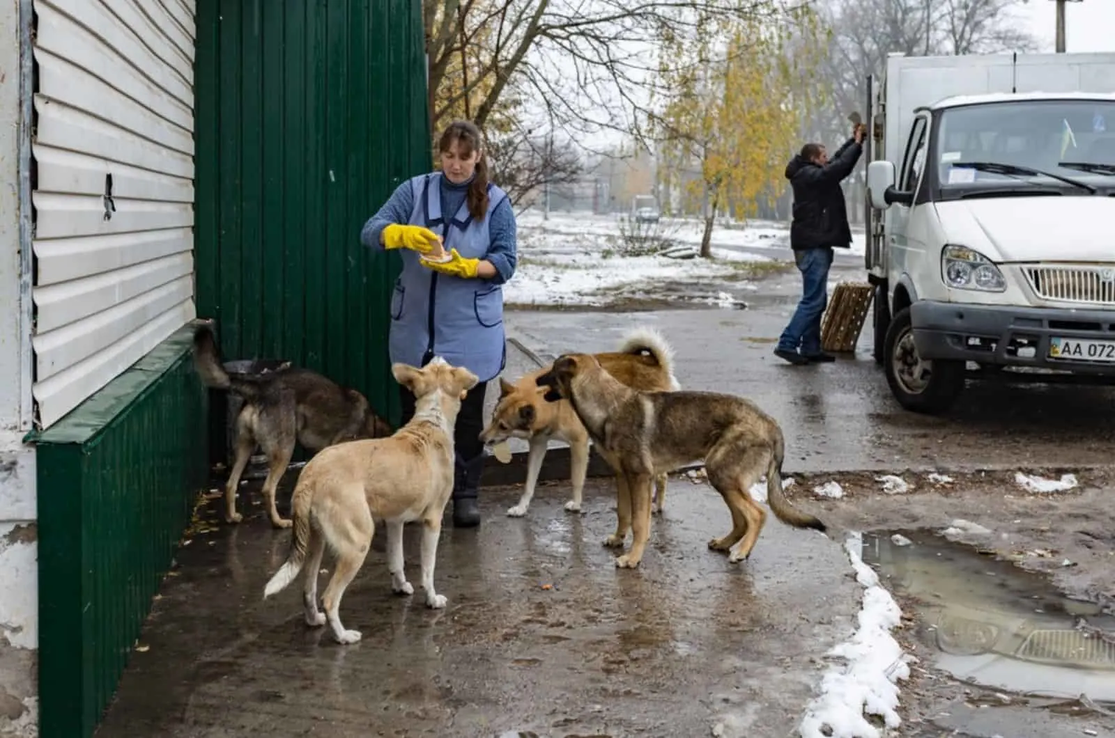 woman feeding stray dogs in Chernobyl Town