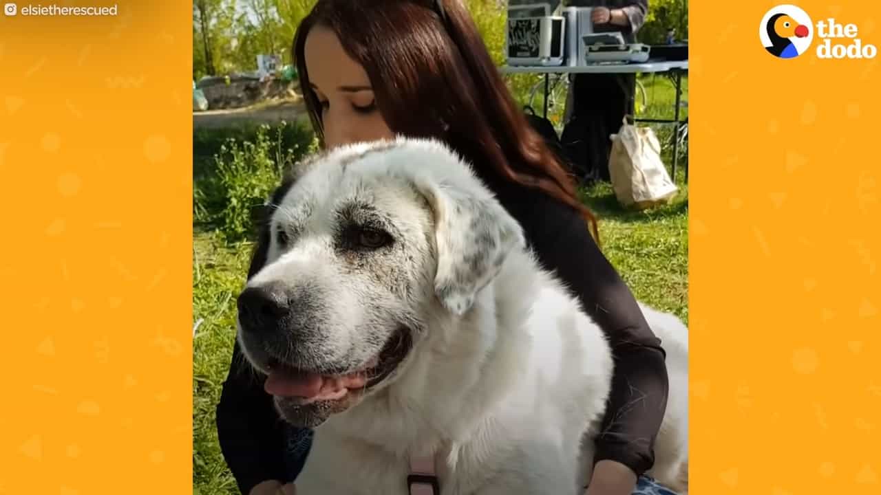 woman hugging a dog