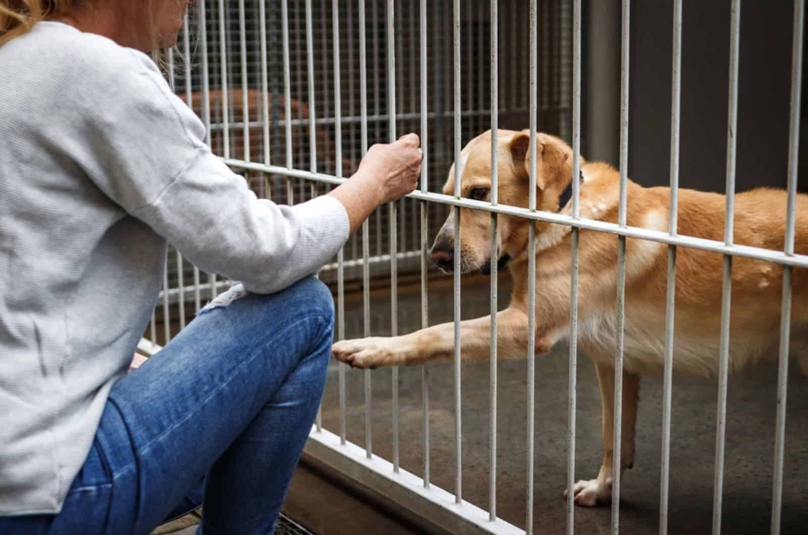 woman looking dog in a shelter in a cage