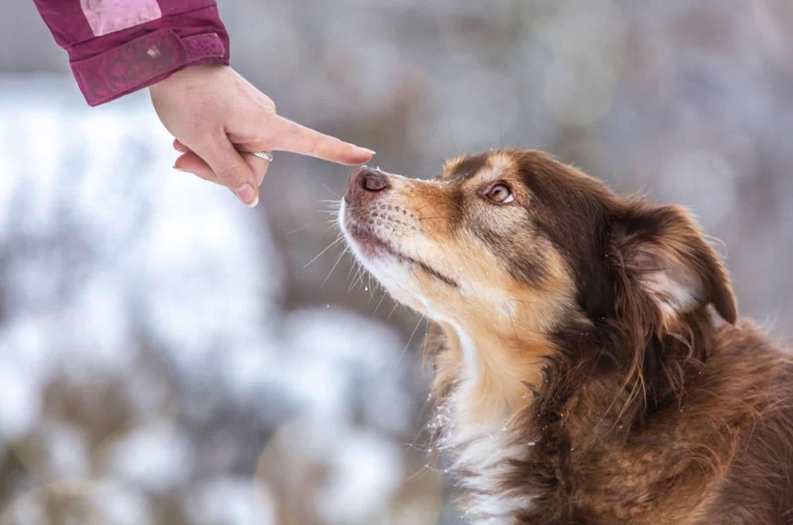 woman training shelter dog outdoors