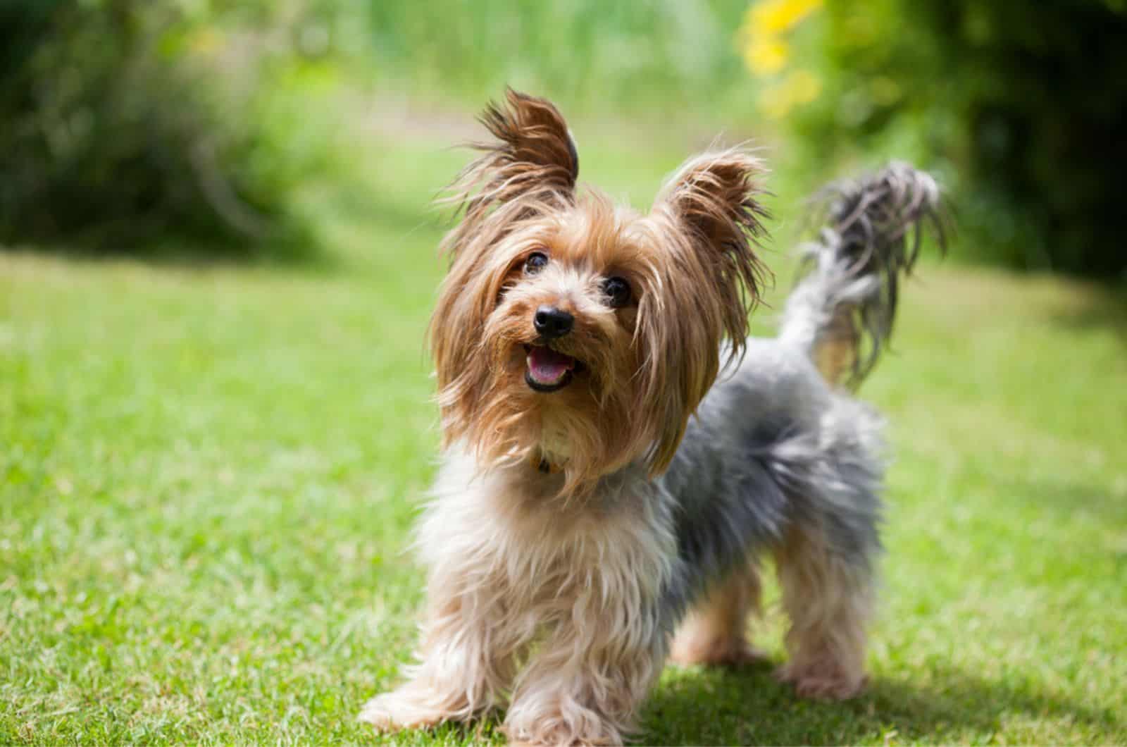 yorkshire terrier in the park