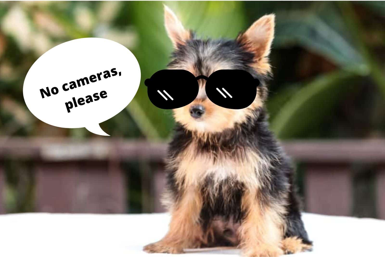 yorkshire terrier as celebrity with sunglasses