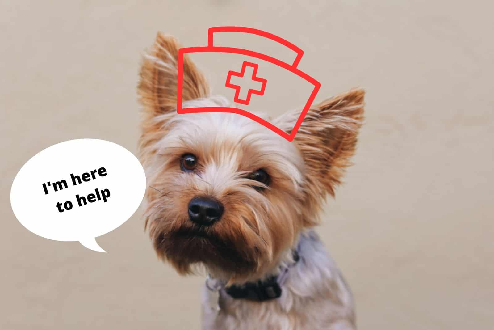yorkshire terrier as therapy dog