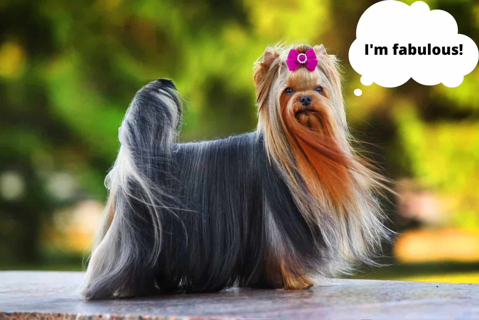 yorkshire terrier with long hair standing outdoors