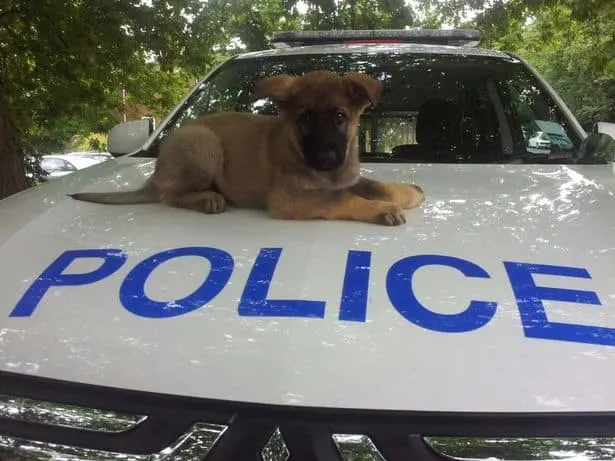 young gsd puppy on the hood of apolice car