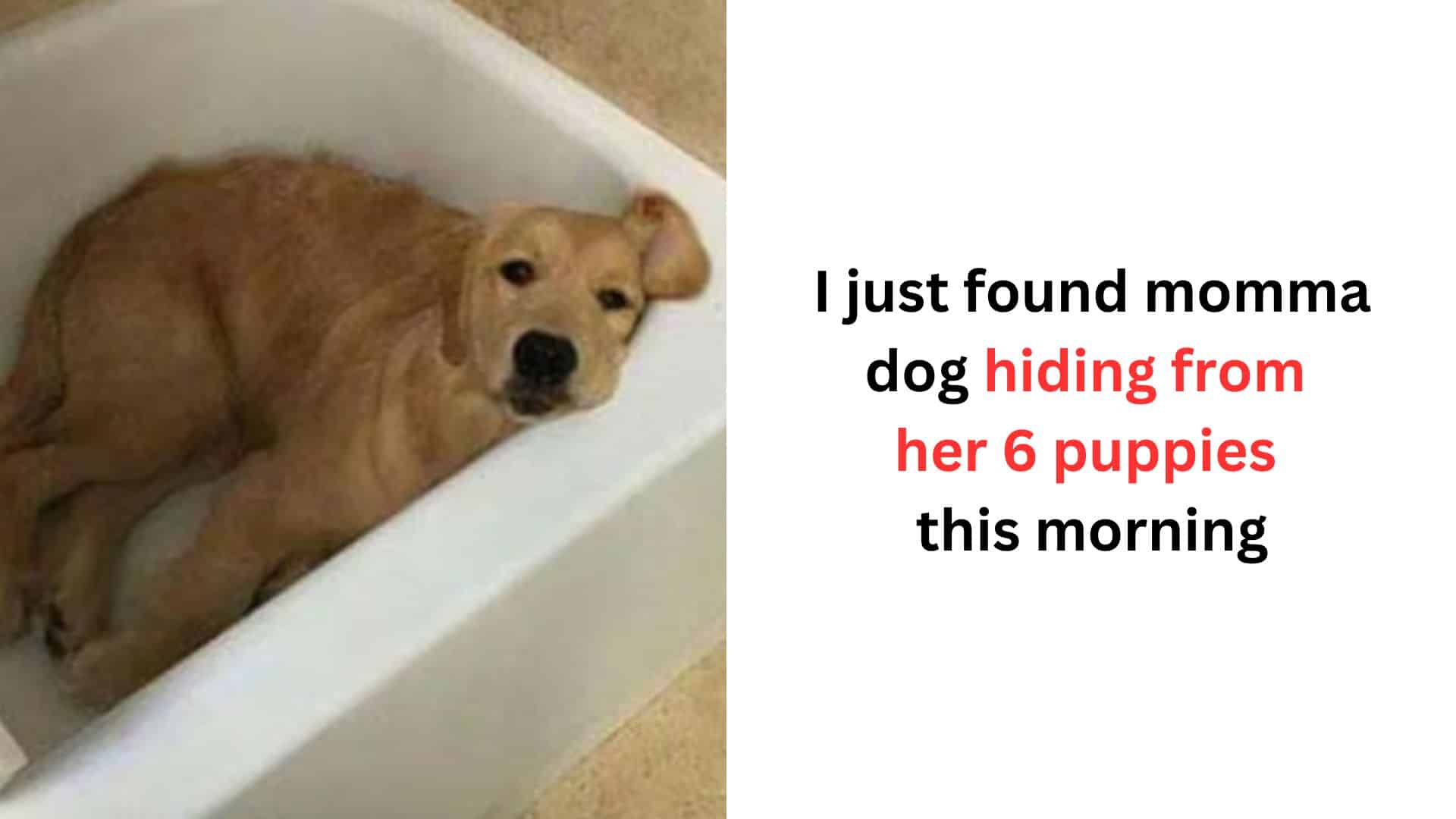 dog hiding in a bath