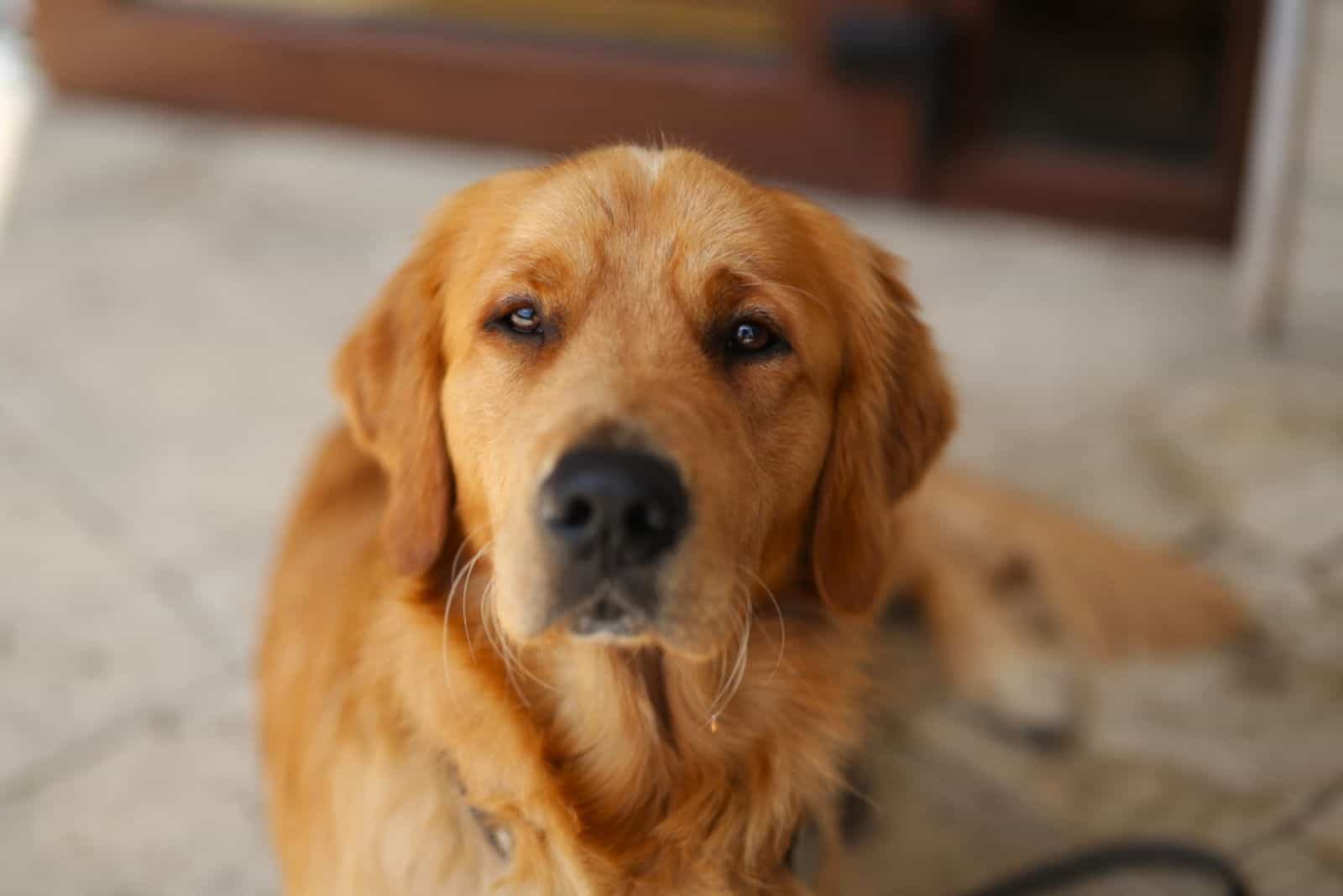 young golden retriever