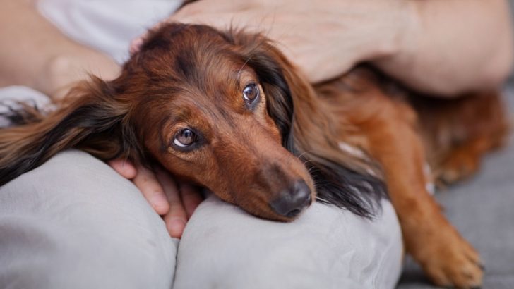 12 Warning Signs Your Dog Might Be In Serious Pain 